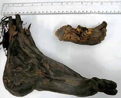 Severed foot
